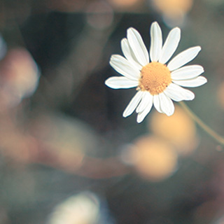 云呼网页版免费试用